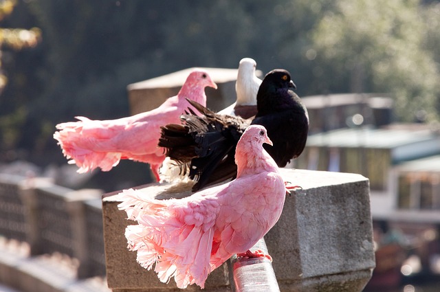 到文化再造 到文化再造
